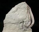 Very D Agaricocrinus Crinoid - Crawfordsville, Indiana #16078-3